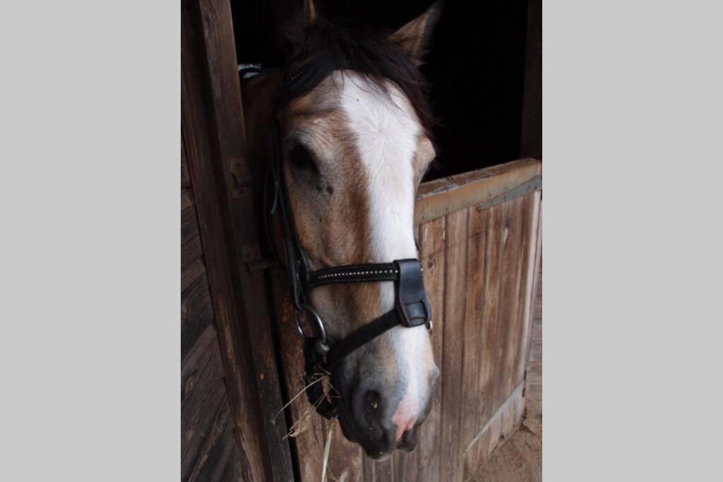 Upper Heath Farm - Stable Cottage Ludlow เครเวนอาร์มส ภายนอก รูปภาพ